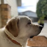 VCA Airport Irvine Animal Hospital ico