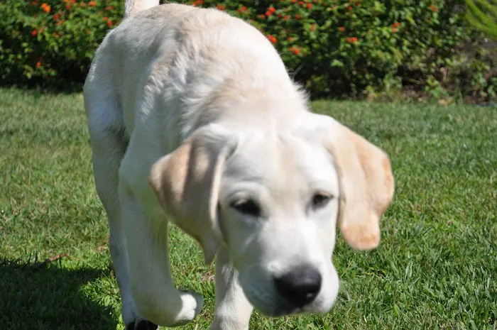 VCA Airport Irvine Animal Hospital 7