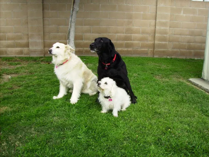 VCA Airport Irvine Animal Hospital 8