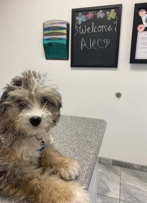 Newport Pet Clinic 6