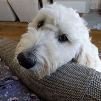 Newport Pet Clinic ico