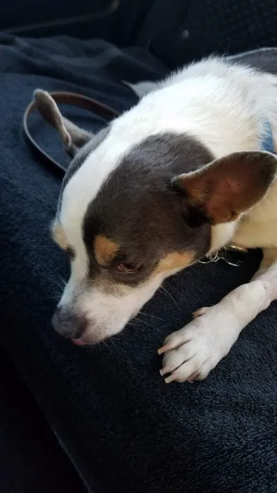 Saddleback Animal Hospital 3