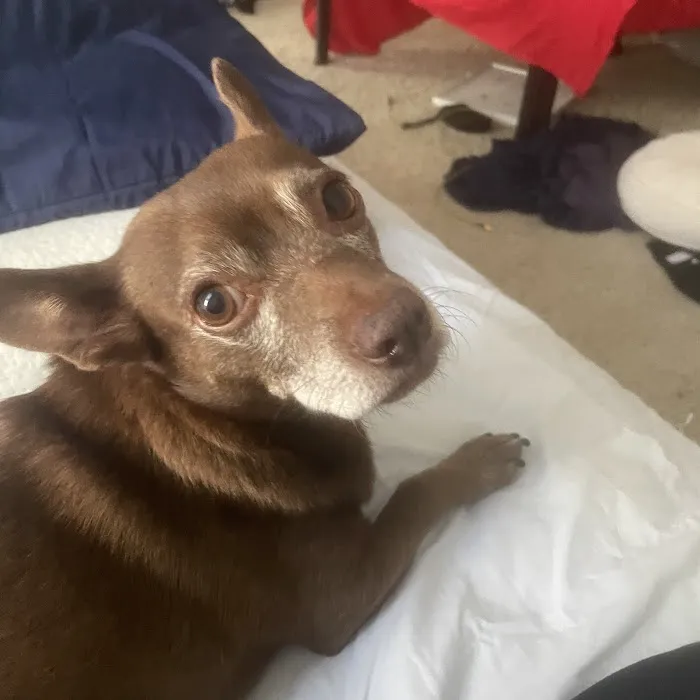 Saddleback Animal Hospital 7