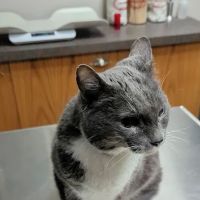 Saddleback Animal Hospital ico