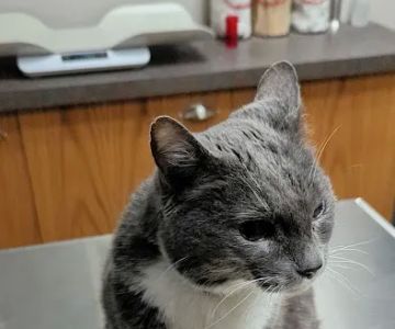Saddleback Animal Hospital