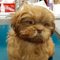 Tustana Animal Hospital ico