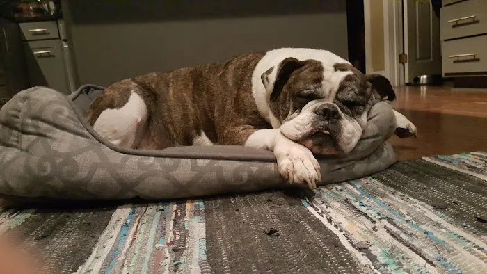 Home Pet Euthanasia of Southern California 2