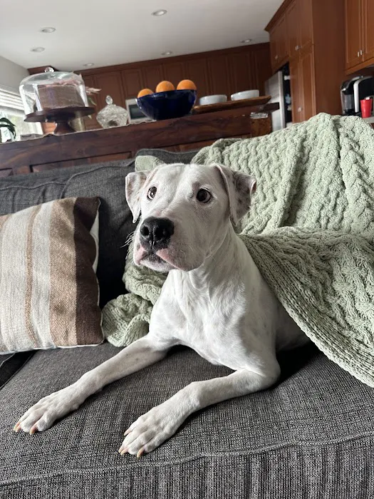 Home Pet Euthanasia of Southern California 8