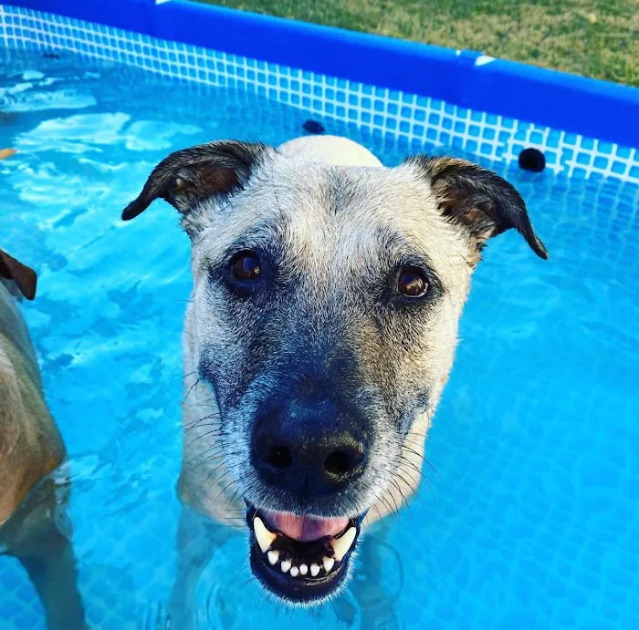 Home Pet Euthanasia of Southern California 9