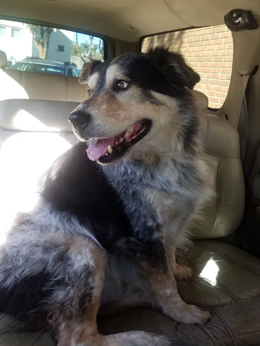 Home Pet Euthanasia of Southern California 5