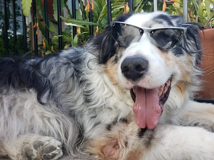 Home Pet Euthanasia of Southern California 1