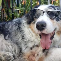 Home Pet Euthanasia of Southern California ico