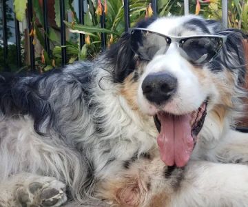 Home Pet Euthanasia of Southern California
