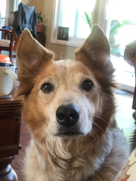 Home Pet Euthanasia of Southern California 10