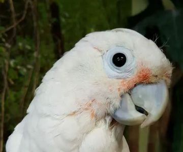 AZ Exotic Bird Rescue, Inc.