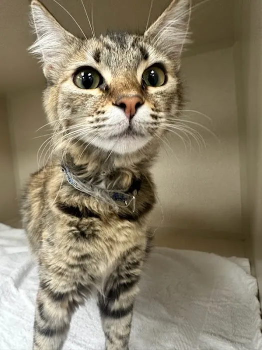 Lee Animal Hospital of Orange County: Walk-Ins Welcome 6