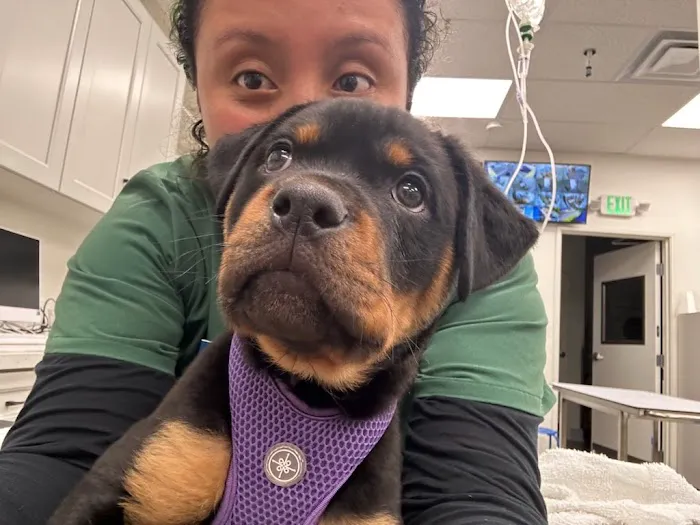 Lee Animal Hospital of Orange County: Walk-Ins Welcome 9