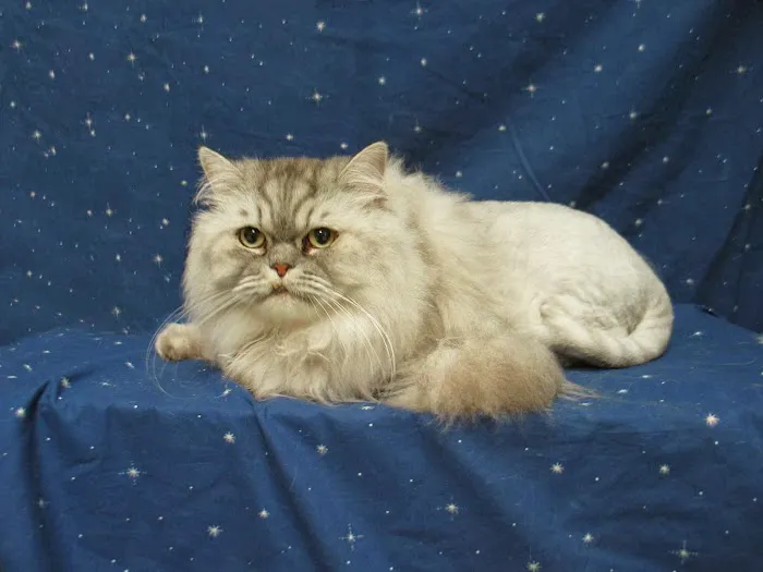 Healthy Pet Hospital and Grooming 4