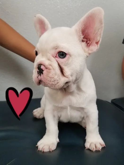 Healthy Pet Hospital and Grooming 1
