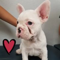 Healthy Pet Hospital and Grooming ico