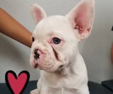 Healthy Pet Hospital and Grooming