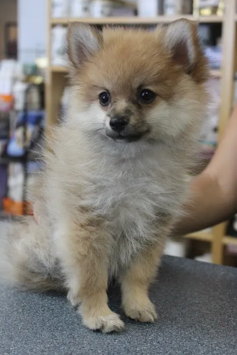 Healthy Pet Hospital and Grooming 5
