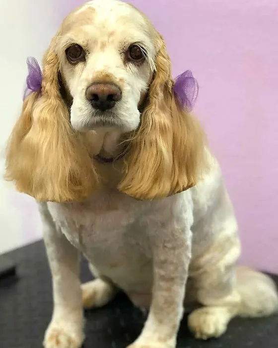 Healthy Pet Hospital and Grooming 7