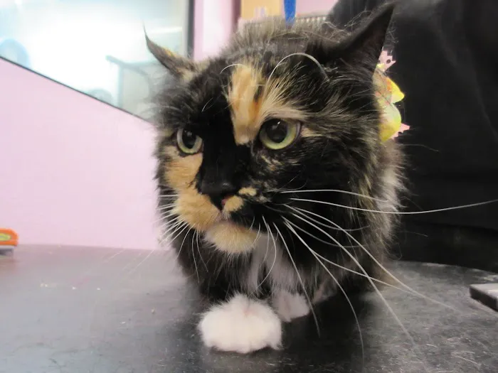 Healthy Pet Hospital and Grooming 3