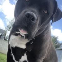 East Chapman Veterinary Center ico