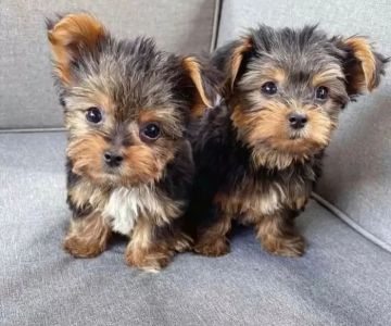 Poodle & Maltese puppies Phoenix