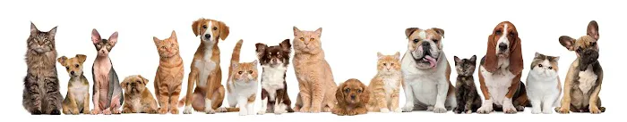 Affordable Animal Hospital of Orange 12