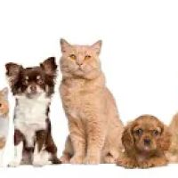 Affordable Animal Hospital of Orange ico