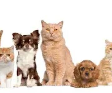 Affordable Animal Hospital of Orange