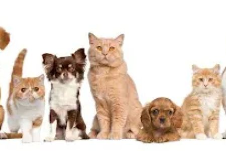 Affordable Animal Hospital of Orange
