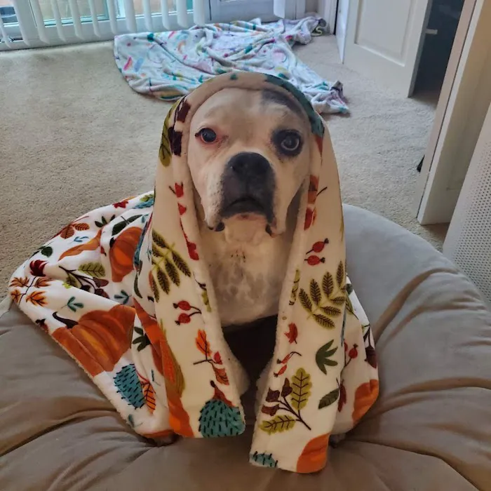 Affordable Animal Hospital of Orange 12