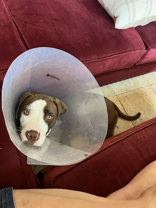 Affordable Animal Hospital of Orange 12