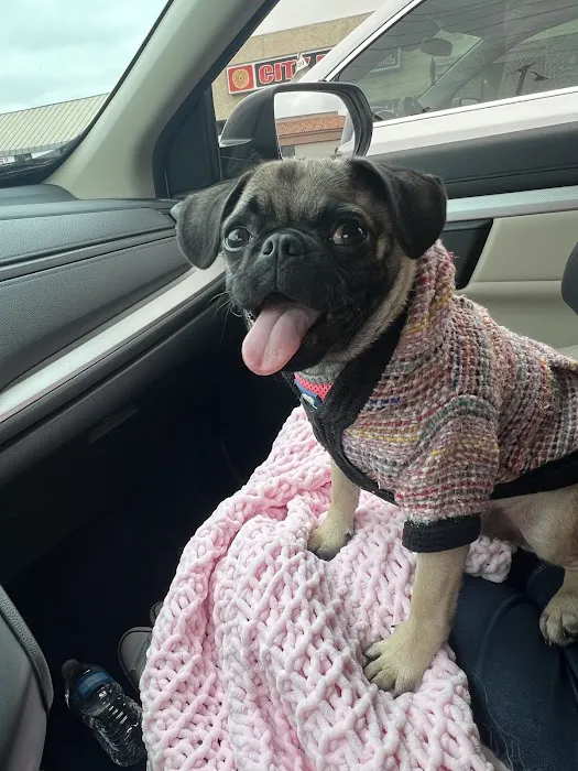 Affordable Animal Hospital of Orange 12