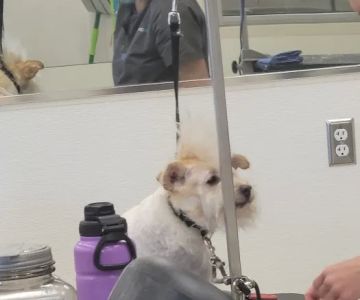 Petco