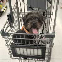 Banfield Pet Hospital ico