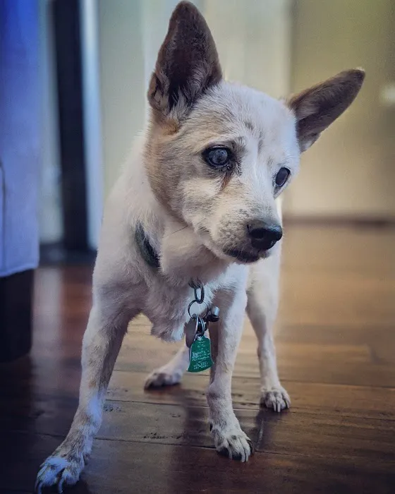 Banfield Pet Hospital 12
