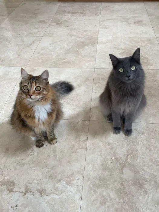 The Cat Care Clinic 12
