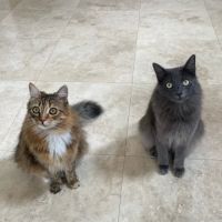 The Cat Care Clinic ico