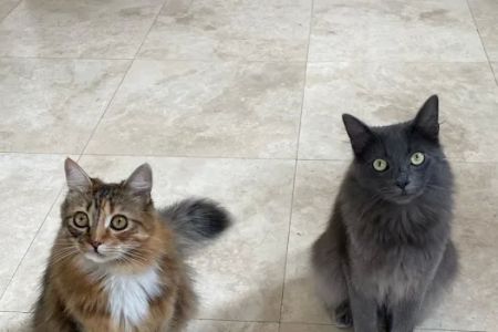 The Cat Care Clinic