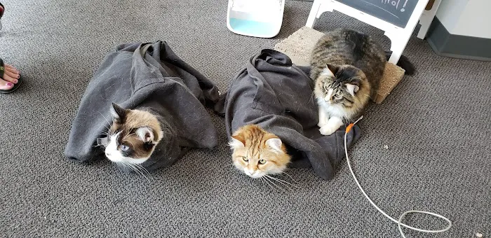 The Cat Care Clinic 12