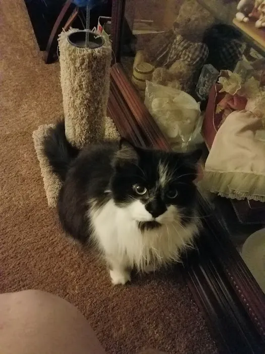 The Cat Care Clinic 12