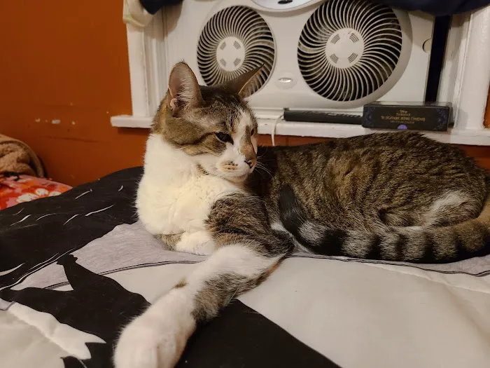 The Cat Care Clinic 12