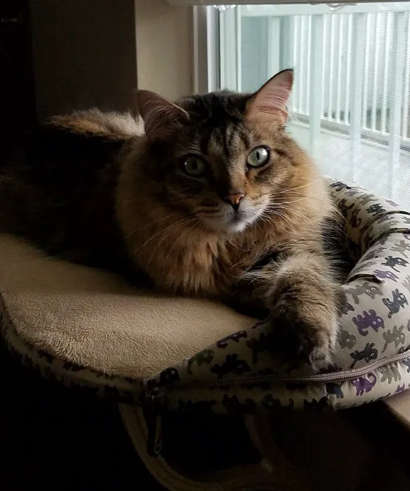 The Cat Care Clinic 12