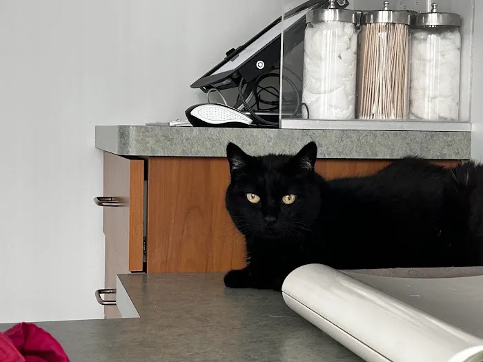 The Cat Care Clinic 12