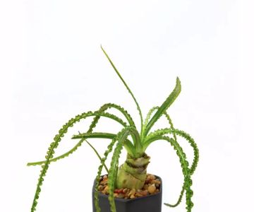 Nitrogen Aquatics