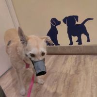 Orange Hill Veterinary Hospital ico